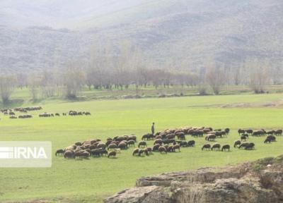 خبرنگاران خشکسالی حضور غیرمجاز دامداران را در مراتع خراسان شمالی افزایش داد